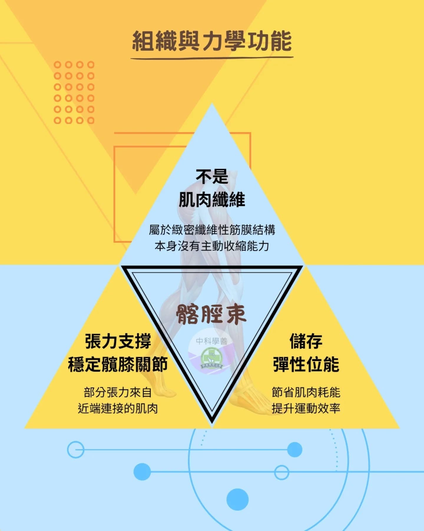 髂脛束與膝外側痛衛教圖卡 3